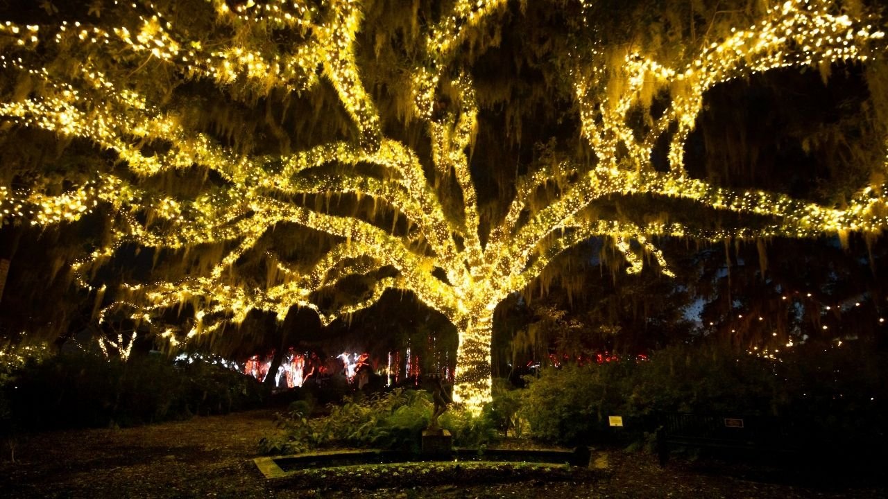 A Lit up treet at Brookgreen Gardens