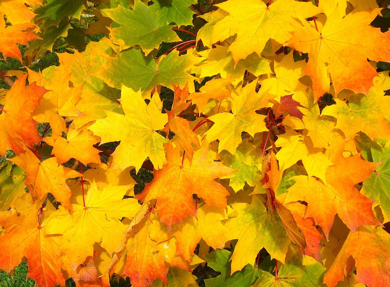 Pile of leaves in the fall in Myrtle Beach,SC