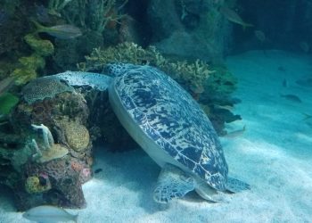 litchfield-sea-turtle-in-water-scaled.jpg